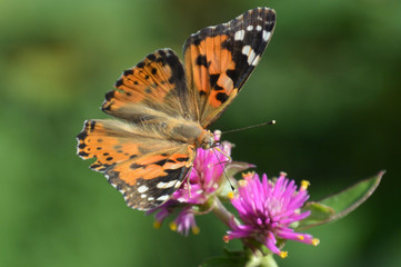 センニチコウの花の蜜を吸うヒメアカタテハ
