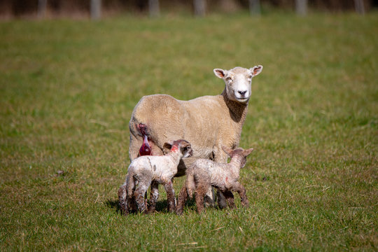 A ewe has just given birth to twin lambs with brown legs in a field on a farm