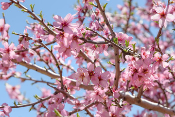 Cherry blossoms, pink flowers
