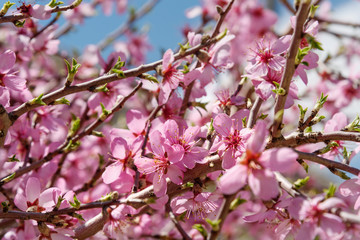 Fototapeta na wymiar Cherry blossoms, pink flowers
