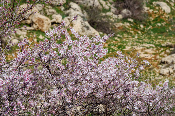 Cherry blossoms, pink flowers