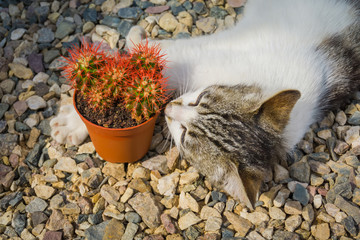 Cat with cactus