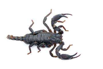 Image of emperor scorpion (Pandinus imperator) on a white background. Insect. Animal.