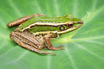 Image of paddy field green frog or Green Paddy Frog (Rana erythraea) on the green leaf. Amphibian. Animal.