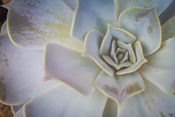 Echeveria succulent plant