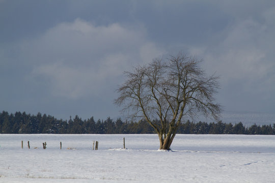 einzelner Baum im Winter