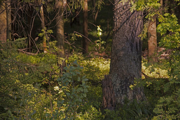 the natural background - forest