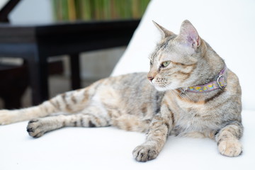 close up cat relaxation