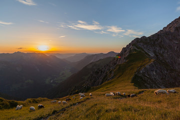SchafherdeAllg&auml;u