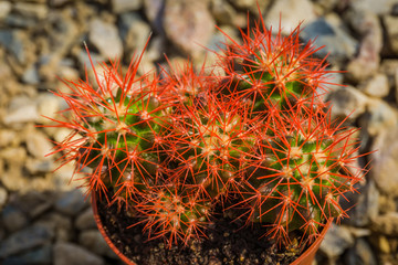 Grusonii rainbow cactus
