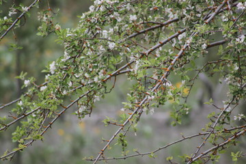Apple Blossom Branches