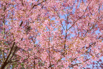 Wild Himalayan Cherry Blossoms in spring season (Prunus cerasoides), Sakura in Thailand, selective focus, Phu Lom Lo, Loei, Thailand.