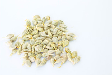 seed orange  fruit fresh on white background