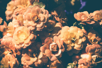 Orange kalanchoe flowers