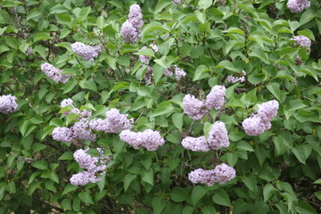 Lilacs