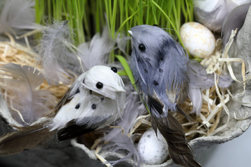 Birds in nest nesting with eggs feathers and straw