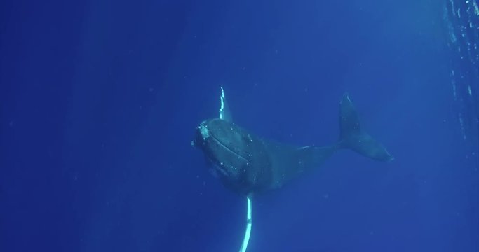 Portrait of a couple of whales while they are swimming in the blue ocean (sea). Concept: Nature, holiday, travel