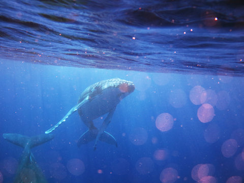 Portrait of a whale while it is swimming in the blue ocean (sea). Concept: Nature, holiday, travel