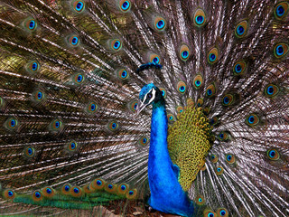 Fototapeta na wymiar Dancing Peacock