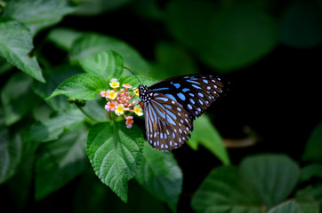 Blue Tiger BUTTERFLY ON MULTI COLOUR FLOWER