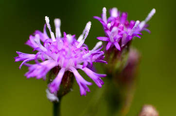 Cyanthillium cinereum flower macro PINK PURPLE  IN COLOR