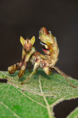 Image of mantis standing on green leaf on nature background. Insect. Animal.