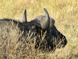 Buffalo lying in grasslands