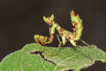 Image of mantis standing on green leaf on nature background. Insect. Animal.