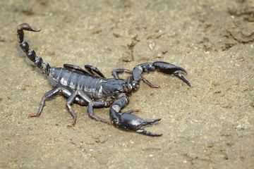 Image of emperor scorpion (Pandinus imperator) on the ground. Insect. Animal.