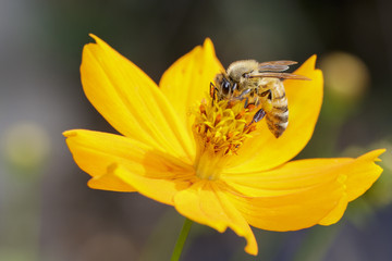 Image of bee or honeybee on yellow flower collects nectar. Golden honeybee on flower pollen. Insect. Animal