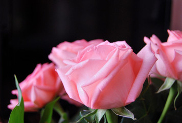 Moning rose