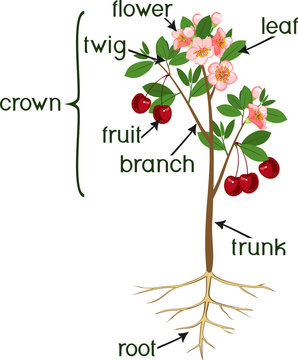 Parts of plant. Morphology of cherry tree with root system, flowers, fruits and titles