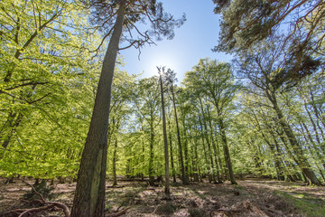 Fototapeta premium buchenwald