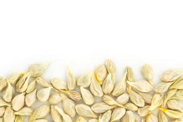 seed orange  fruit fresh on white background