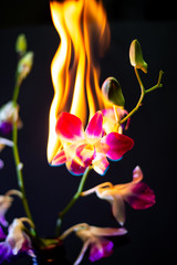 Purple orchid on fire