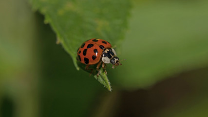Marienkäfer sitzt auf einem Blatt