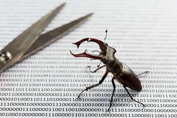 Bug's search in programm code. Testing software, quality assurance.