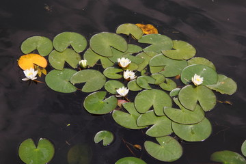 Beautiful white-yellow water lilies with large green leaves in summer on the water