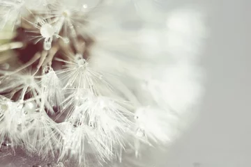 Photo sur Plexiglas Dent de lion White Dandelion with Water Drops Retro