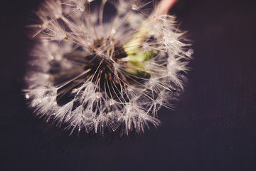 White Dandelion with Water Drops Retro