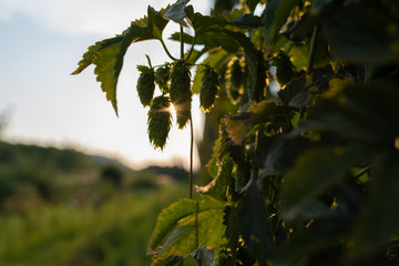 Hopfen in der Hallertau