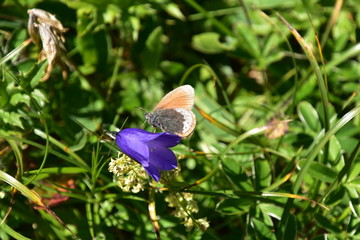 Butterfly on a purple flower