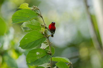 Crimson Sunbird catch on branch in nature