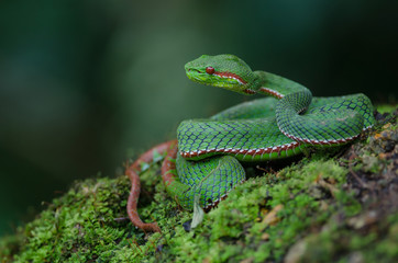 Pope's Green Pitviper snake