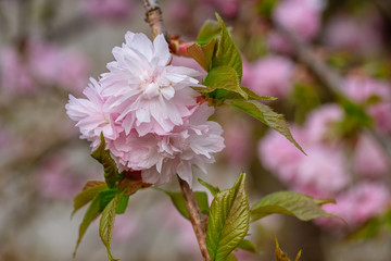 Hill Cherry, Kiku-Shidare-Sakura, Prunus serrulata, blooms of springtime