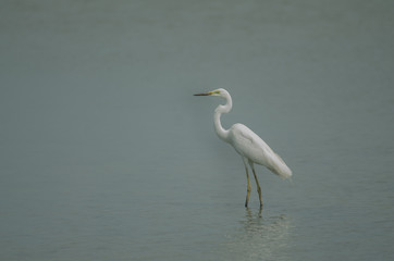 Great Egret standing in a shallow creek