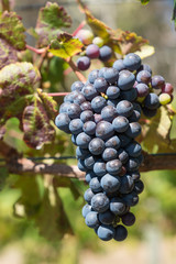 Common grape vine, Vitis vinifera, Cabernet Sauvignon