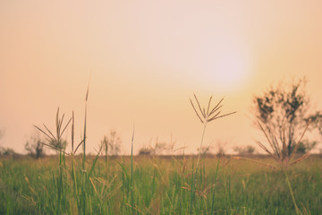 Fototapeta premium grass summer vintage nature background