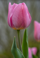 Tulip, Tulipa, close up of the flower of spring