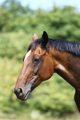Obraz premium Head of a young thoroughbred horse on the summer meadow